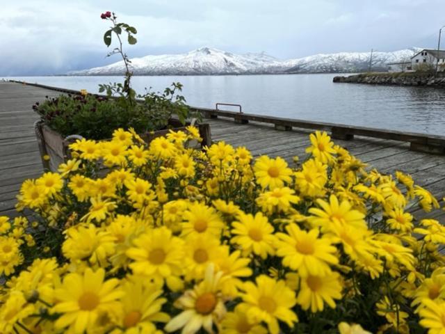 2. Etg I Dampskipsbrygga, Lodingen Havn Luaran gambar